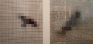 Rashid Rana: Dead Bird Flying, 2006. C-print, diptych, edition of 5, 30 x 30 in. each.